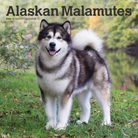 2022 Calendar Alaskan Malamutes 16-Month Square Wall by Browntrout BT42910