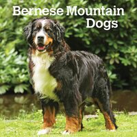 2022 Calendar Bernese Mountain Dogs 16-Month Square Wall by Browntrout BT42965