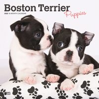 2022 Calendar Boston Terrier Puppies 16-Month Square Wall by Browntrout BT42972