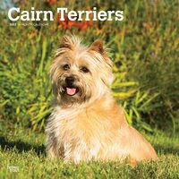 2022 Calendar Cairn Terriers 16-Month Square Wall by Browntrout BT43016