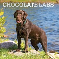 2022 Calendar Chocolate Labrador Retrievers 16-Month Square Wall Foil Browntrout