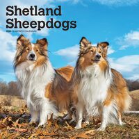 2022 Calendar Shetland Sheepdogs 16-Month Square Wall by Browntrout BT43221