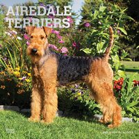 2022 Calendar Airedale Terriers 16-Month Square Wall Foil by Browntrout BT43306