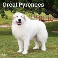2022 Calendar Great Pyrenees 16-Month Square Wall by Browntrout BT43320