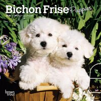 2022 Calendar Bichon Frise Puppies 16-Month Mini Wall by Browntrout BT43467