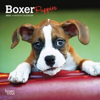 2022 Calendar Boxer Puppies 16-Month Mini Wall by Browntrout BT43481