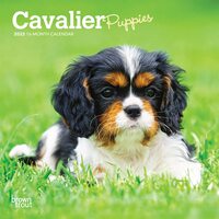 2022 Calendar Cavalier King Charles Spaniel Puppies 16-Month Mini Wall BT43504