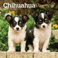 2022 Calendar Chihuahua Puppies 16-Month Mini Wall by Browntrout BT43511