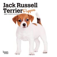 2022 Calendar Jack Russell Terrier Puppies 16-Month Mini Wall BT43542