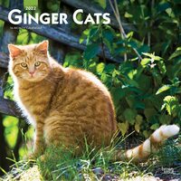 2022 Calendar Ginger Cats 16-Month Square Wall by Browntrout BT44082
