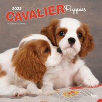 2022 Calendar Cavalier King Charles Spaniel Puppies 16-Month Square Wall BT44556