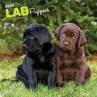2022 Calendar Labrador Retriever Puppies 16-Month Square Wall Browntrout BT44631