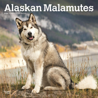 2024 Calendar Alaskan Malamutes 16-Month Square Wall Browntrout BT57563
