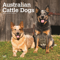 2024 Calendar Australian Cattle Dogs 16-Month Square Wall Browntrout BT57716
