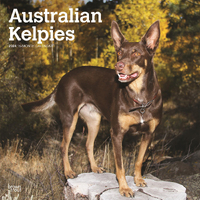 2024 Calendar Australian Kelpies 16-Month Square Wall Browntrout BT57723