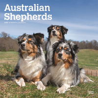 2024 Calendar Australian Shepherds 16-Month Square Wall Browntrout BT57747