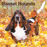 2024 Calendar Basset Hounds 16-Month Square Wall Browntrout BT57839
