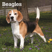 2024 Calendar Beagles 16-Month Square Wall Browntrout BT57877