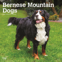 2024 Calendar Bernese Mountain Dogs 16-Month Square Wall Browntrout BT57884
