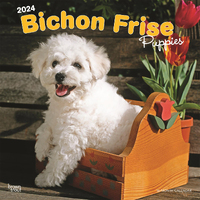 2024 Calendar Bichon Frise Puppies 16-Month Square Wall Browntrout BT57921