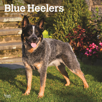 2024 Calendar Blue Heelers 16-Month Square Wall Browntrout BT61836