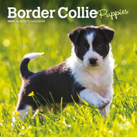2024 Calendar Border Collie Puppies 16-Month Mini Wall Browntrout BT61843