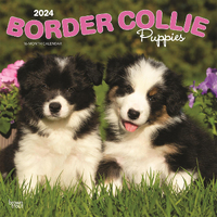 2024 Calendar Border Collie Puppies 16-Month Square Wall Browntrout BT61850