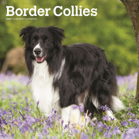 2024 Calendar Border Collies 16-Month Square Wall Browntrout BT61874