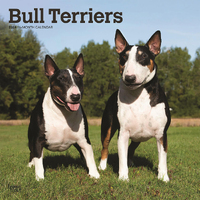 2024 Calendar Bull Terriers 16-Month Square Wall Browntrout BT61980