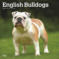 2024 Calendar English Bulldogs 16-Month Square Wall Browntrout BT62017