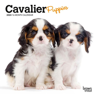 2024 Calendar Cavalier Puppies 16-Month Mini Wall Browntrout BT62239