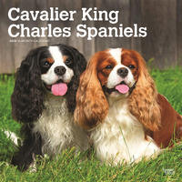 2024 Calendar Cavalier King Charles Spaniels 16-Month Square Wall Browntrout