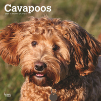 2024 Calendar Cavapoos 16-Month Square Wall Browntrout BT62260