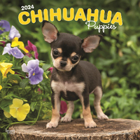 2024 Calendar Chihuahua Puppies 16-Month Square Wall Browntrout BT62321