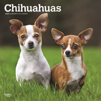 2024 Calendar Chihuahuas 16-Month Square Wall Browntrout BT62345