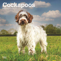 2024 Calendar Cockapoos 16-Month Square Wall Browntrout BT62390