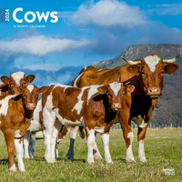 2024 Calendar Cows 16-Month Square Wall Browntrout BT62499