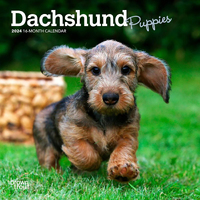 2024 Calendar Dachshund Puppies 16-Month Mini Wall Browntrout BT62529