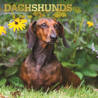 2024 Calendar Dachshunds 16-Month Square Wall Browntrout BT62550