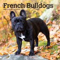 2024 Calendar French Bulldogs 16-Month Mini Wall Browntrout BT62741