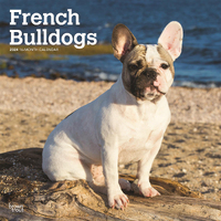 2024 Calendar French Bulldogs 16-Month Square Wall Browntrout BT62758