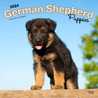 2024 Calendar German Shepherd Puppies 16-Month Square Wall Browntrout BT62826