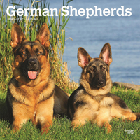 2024 Calendar German Shepherds 16-Month Square Wall Browntrout BT62833