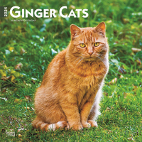 2024 Calendar Ginger Cats 16-Month Square Wall Browntrout BT62864