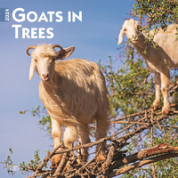 2024 Calendar Goats in Trees 16-Month Square Wall Browntrout BT62888