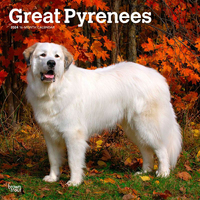 2024 Calendar Great Pyrenees 16-Month Square Wall Browntrout BT63007