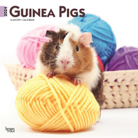 2024 Calendar Guinea Pigs 16-Month Square Wall Browntrout BT63045