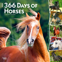 2024 Calendar 366 Days of Horses 16-Month Square Wall Browntrout BT63137