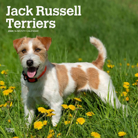 2024 Calendar Jack Russell Terriers 16-Month Square Wall Browntrout BT63342