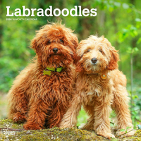 2024 Calendar Labradoodles 16-Month Square Wall Browntrout BT63519